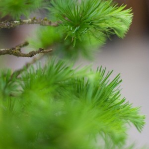 Bonsai
