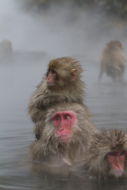 Japanese Monkey and Hot Spring