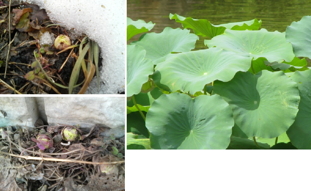 Butterbur Sprouts