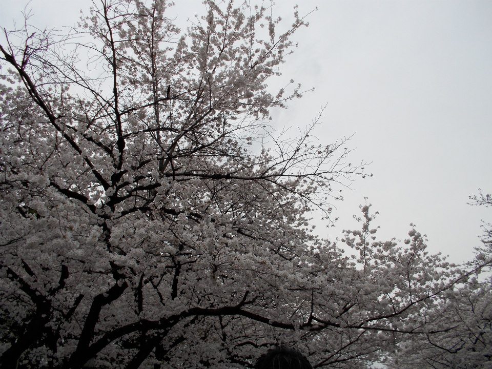 Cherry Blossoms
