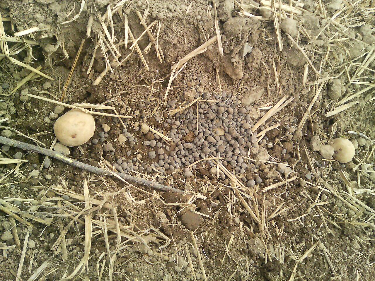 Potato Planting