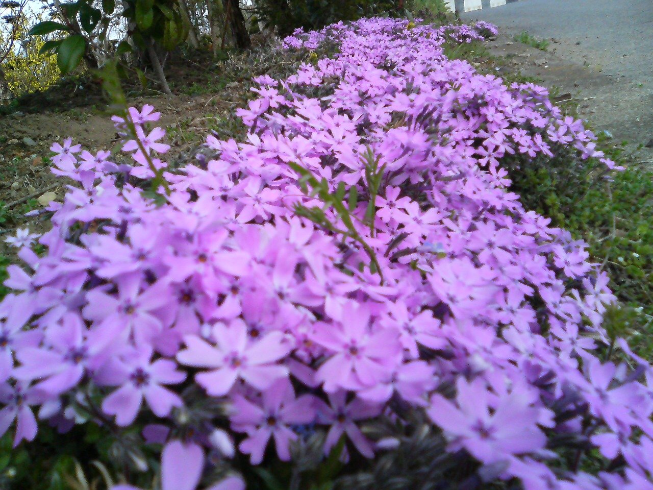 Shibazakura