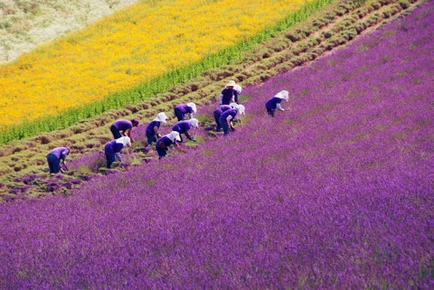 furano lavender farm