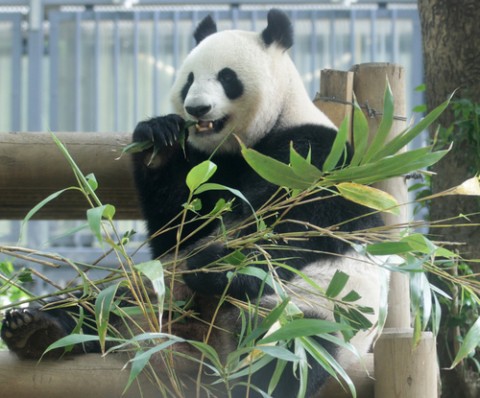 Shin Panda