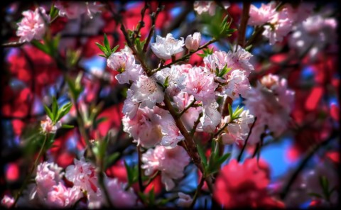 Red, White, and Pink Cherry Blossoms