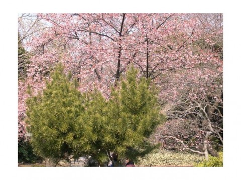 2665421-Shinjuku_Gyoen-Tokyo