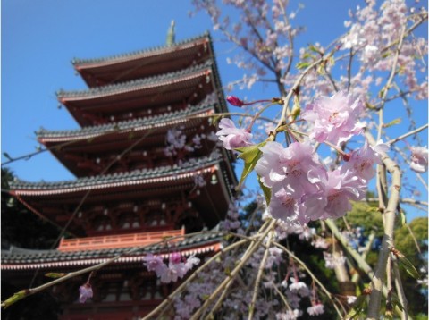 6969391-Chikurinji_Temple-Kochi