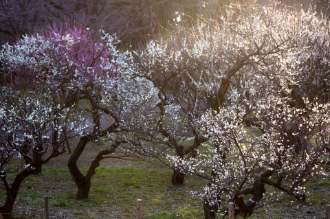 plum