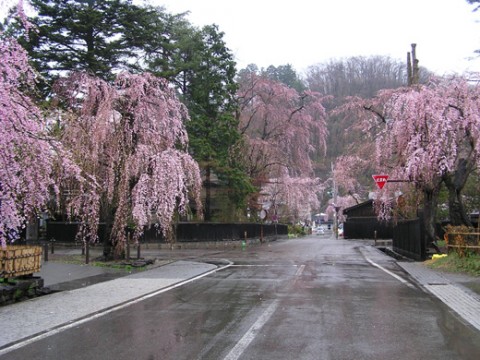 sakura01-03