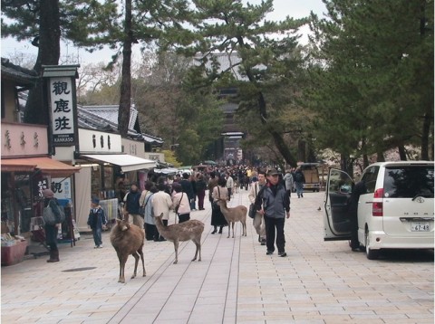 5954857-Nara_Park_deer_country-Nara