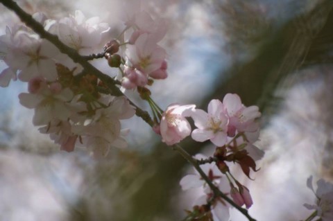 maruyama park sakura