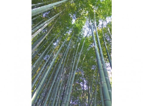 6916354-The_Bamboo_Grove_of_Arashiyama-Kyoto