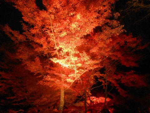momiji