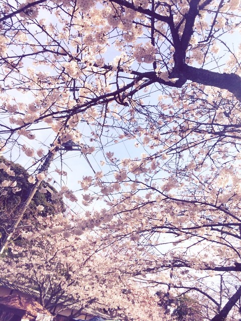 kamakura kosokuji temple