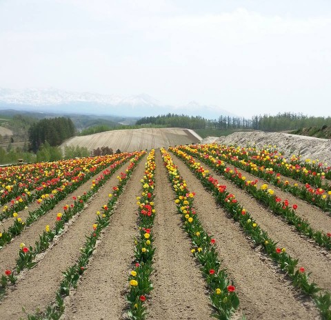 tomita farm