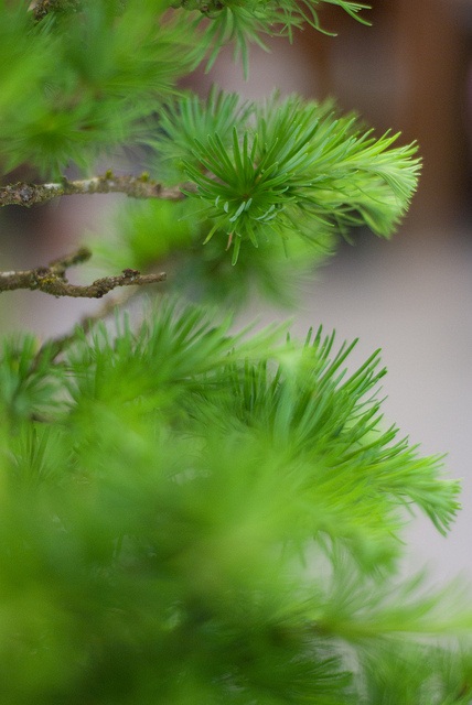 Bonsai