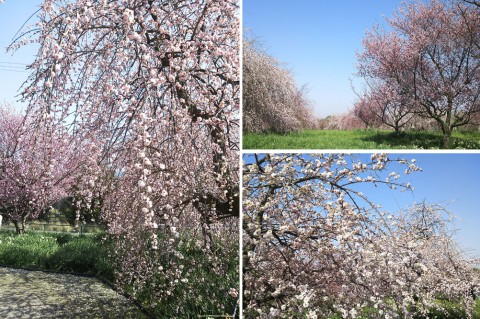Plum Blossom