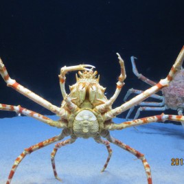 Sumida Aquarium