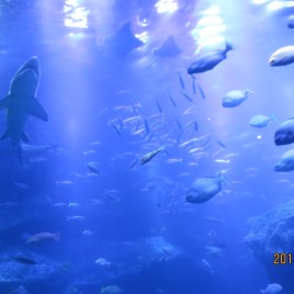 Sumida Aquarium