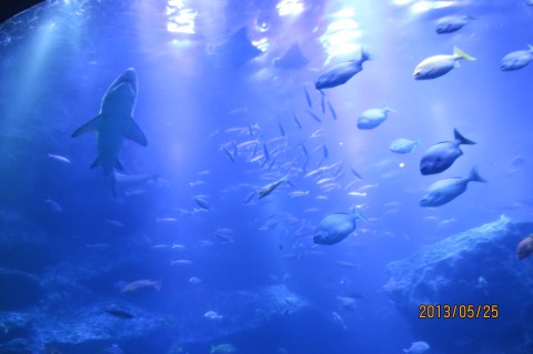 Sumida Aquarium